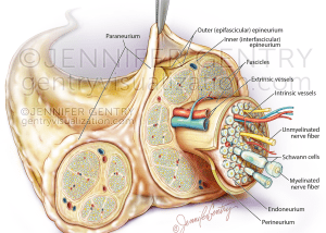 Peripheral Nerve Anatomy with Paraneurium © Jennifer N. Gentry - www.gentryvisualization.com