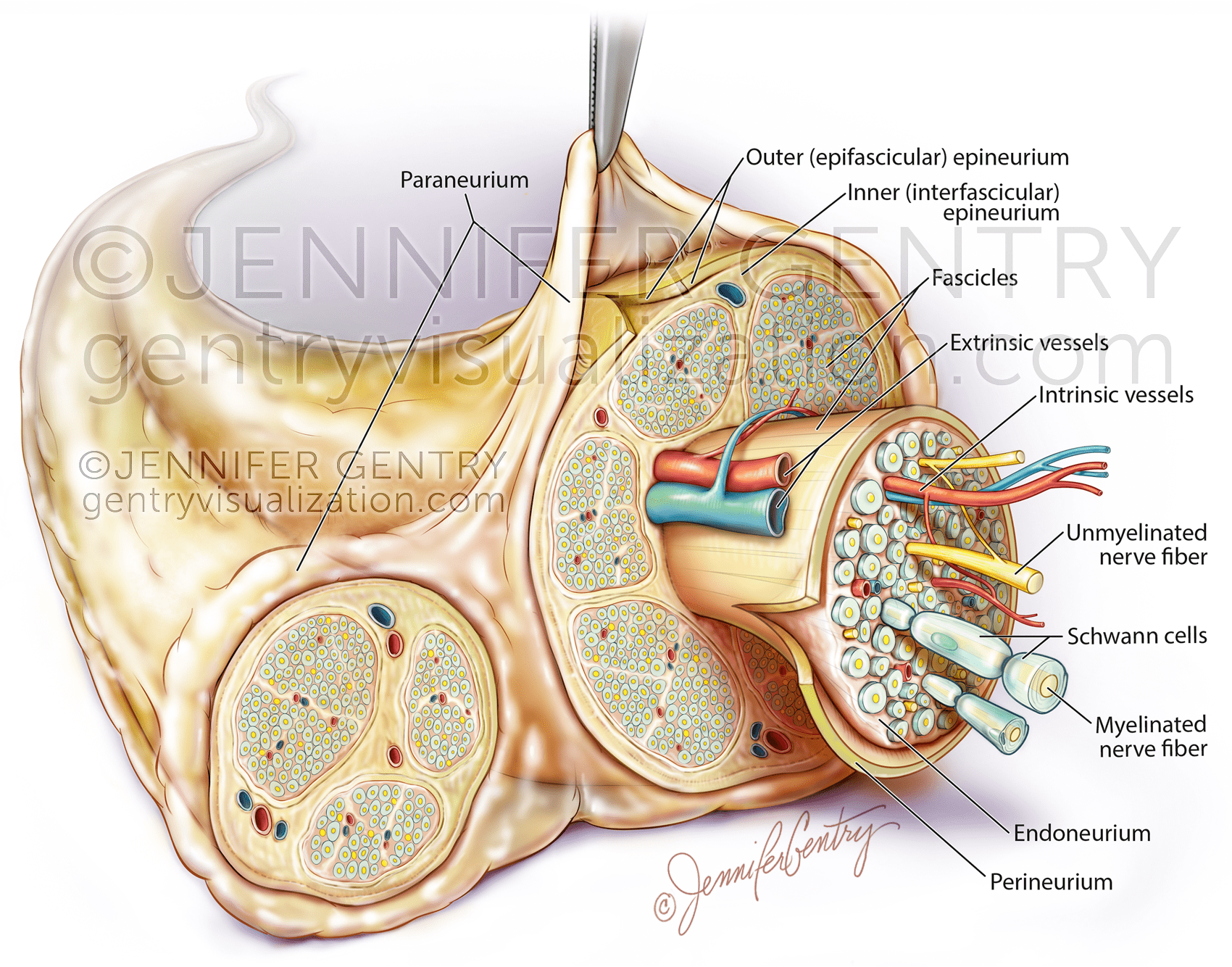 Peripheral Nerve Anatomy with Paraneurium © Jennifer N. Gentry - www.gentryvisualization.com