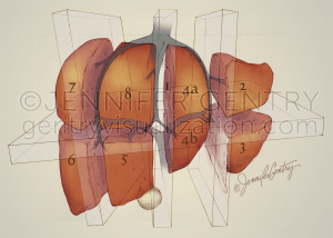 Hepatic-Couinauds-Segments