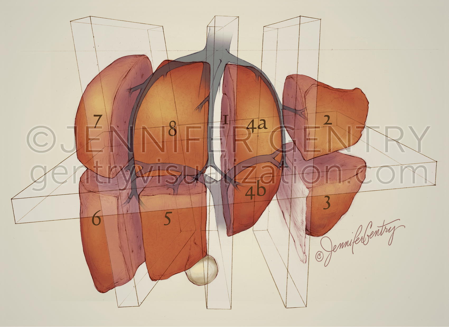 Hepatic-Couinauds-Segments